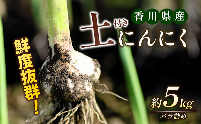 鮮度抜群！土付きにんにく 5kg 野菜 根菜 