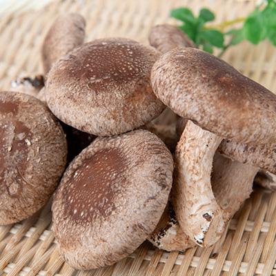 ふるさと納税 館山市 しいたけパウダー20g×5袋 就労継続支援A/B型併用事業所「ゆみの里」 |  | 02