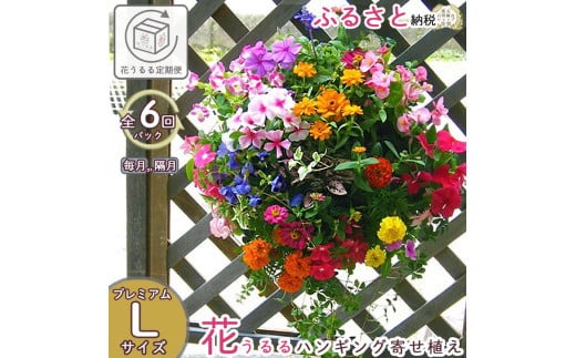 A059【ふるさと納税】花 定期便 花うるる ハンギング 寄せ植え プレミアムコース【全6回】 (サブスク ハンギングバスケット 屋外 春 夏 秋 冬 母の日 定期購入 ギフト フラワー 玄関 プレゼント 通販 鉢植え おしゃれ 玄関 ガーデニング フラワーギフト 完成品 花苗 寄植え 園芸 お花