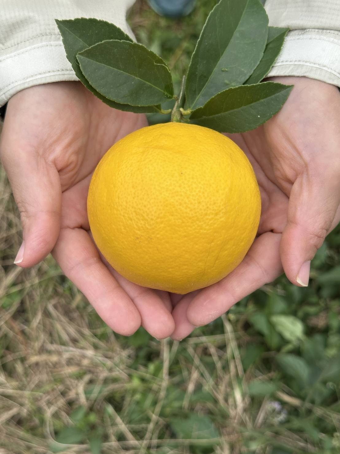 マイヤーレモン 国産レモン 完熟レモン れもんレモン レシピ 柑橘