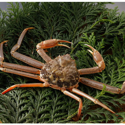 【ふるさと納税】【先行予約】鳥取県産 訳あり 活 松葉がに 700g×3杯(中村商店)2026年1月末より順次発送【配送不可地域：離島・北海道・沖縄県・東北・信越、北陸】【1692918】