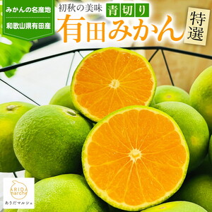 【先行予約】【初秋の美味】特選！濃厚青切り有田みかん 約1kg ｜ みかん