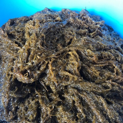 【数量限定・産地直送】素潜り漁師が手摘み採取!幻の天然もずく 塩蔵1kg(500g×2袋)【配送不可地域：離島】