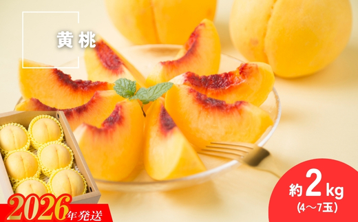 No.3306 種まきうさぎ 福島市産 黄桃 (品種おまかせ)　約2kg