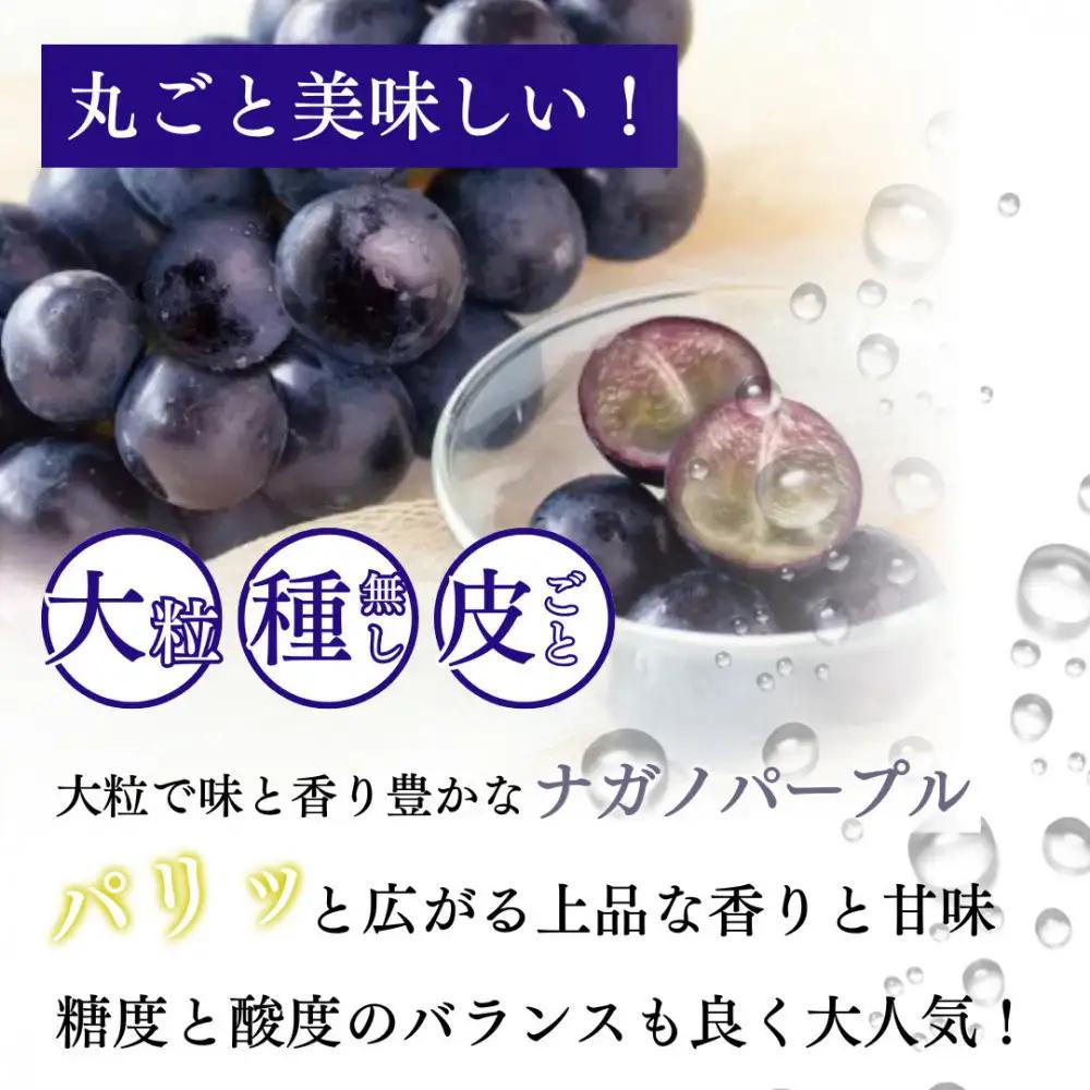 長野市産 ナガノパープル1kg【2026年9月以降出荷分】果物 くだもの フルーツ デザート 種無し 大粒 旬 長野市 | ぶどう ぶどう