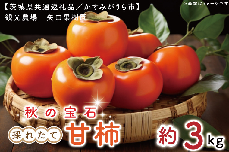 
            【10月より順次発送】【数量限定】秋の宝石。採れたての甘柿3kg【茨城県共通返礼品／かすみがうら市】【茨城県 水戸市 果物 くだもの フルーツ 柿 かき カキ 期間限定】（FW-5）
          