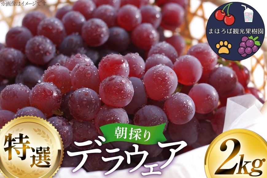 
                  【期間限定発送】 ぶどう 朝採り デラウェア 特選 2kg [まほろばかじゅ園 山形県 高畠町 tk06bim610002] 種なし ブドウ 葡萄 くだもの 果物 フルーツ 産地直送 農家直送 果実 デザート 甘い 期間限定 数量限定 冷蔵
                