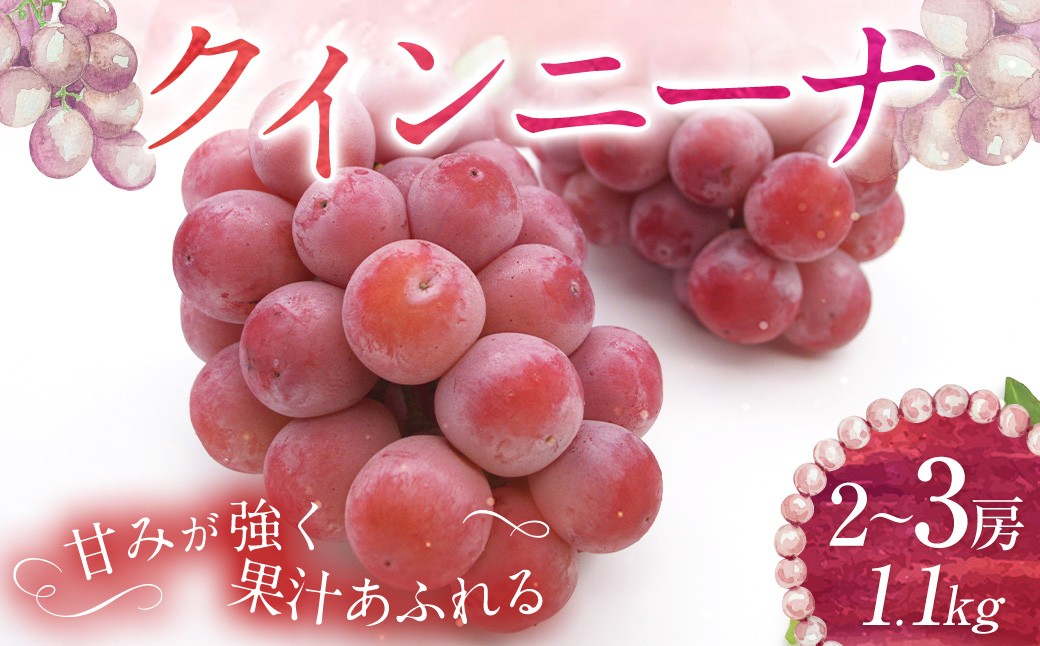 
                  クイーンニーナ 2～3房 計約1.1kg 【2026年9月上旬～10月下旬発送予定】 ／ 葡萄 ブドウ 種無し 種なし
                
