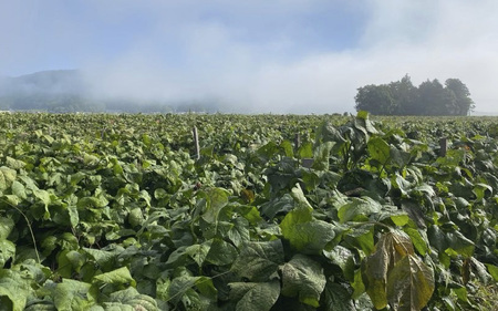 【先行予約】【新物 令和7年産】川北黒大豆　2Lサイズ粒　400g入り　※2025年12月中旬以降順次発送予定【 豆類 丹波の黒豆 最高級ブランド 大粒 甘み コク おせち料理 煮豆 黒豆ごはん 黒豆