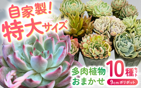 多肉植物 9センチポット 大型苗 デカベリア エケベリア おまかせ 10種セット 【mucca】[ATHD004]