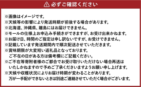 ご家庭用 シャインマスカット 晴王 約400g×2房 計約800g【2026年8月下旬～11月下旬まで順次発送予定】 マスカット 葡萄 ぶどう ブドウ 果物 フルーツ 岡山県 倉敷市