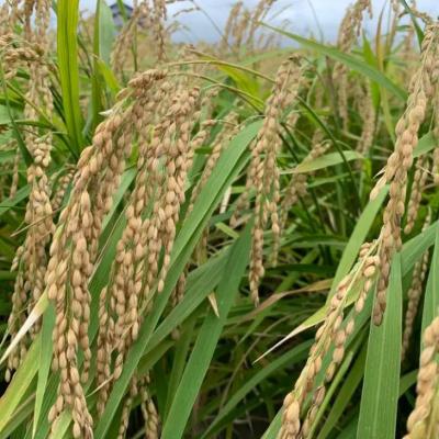 ふるさと納税 南あわじ市 【わいわいベジタブル】令和7年度 淡路島産コシヒカリ 5kg |  | 02