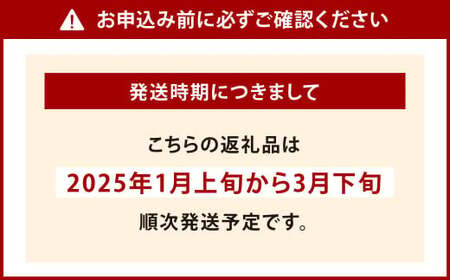 【2025年3月12日まで受付】小倉の苺やさん「わがこいちご」260g×2パック 合計520g以上【2025年1月上旬～3月下旬発送予定】福岡県 いちご イチゴ 果物 旬 新鮮 朝摘み 完熟 フルーツ