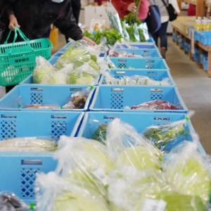 定期便 6回 季節 お楽しみ 野菜 詰め合わせ セット 6?8種 緑新鮮市 キャベツ 人参 にんじん きゅうり じゃがいも なす ほうれん草 小松菜 ピーマン かぼちゃ 白菜 大根 さつまいも 玉ねぎ