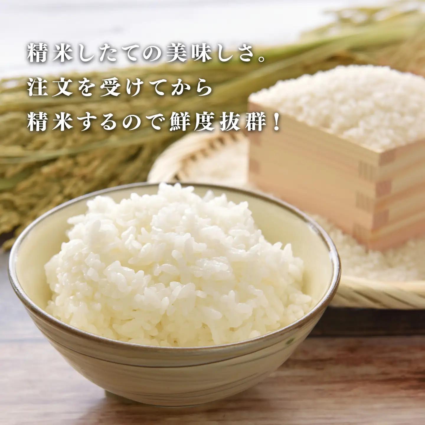 【先行予約】【2026年11月以降順次発送予定】令和8年産 新米 コシヒカリ 10kg（5kg×2袋）　お米　精米