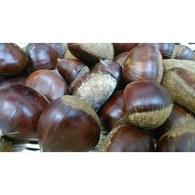 ふるさと納税 益城町 栗　3kg(サイズ2L〜M) |  | 01