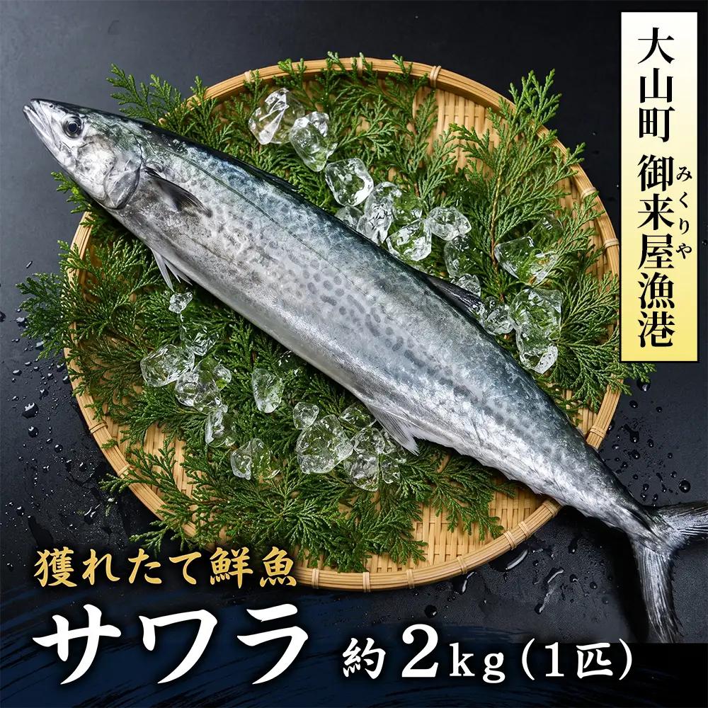 OM-04　獲れたて鮮魚 サワラ約２kg（１匹）