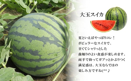 【7月以降発送 】 スイカ 王国 熊本 ！ 大玉 すいか 1玉 熊本県産 果物  西瓜 フルーツ | フルーツ 果物 くだもの すいか スイカ 熊本県 玉名市