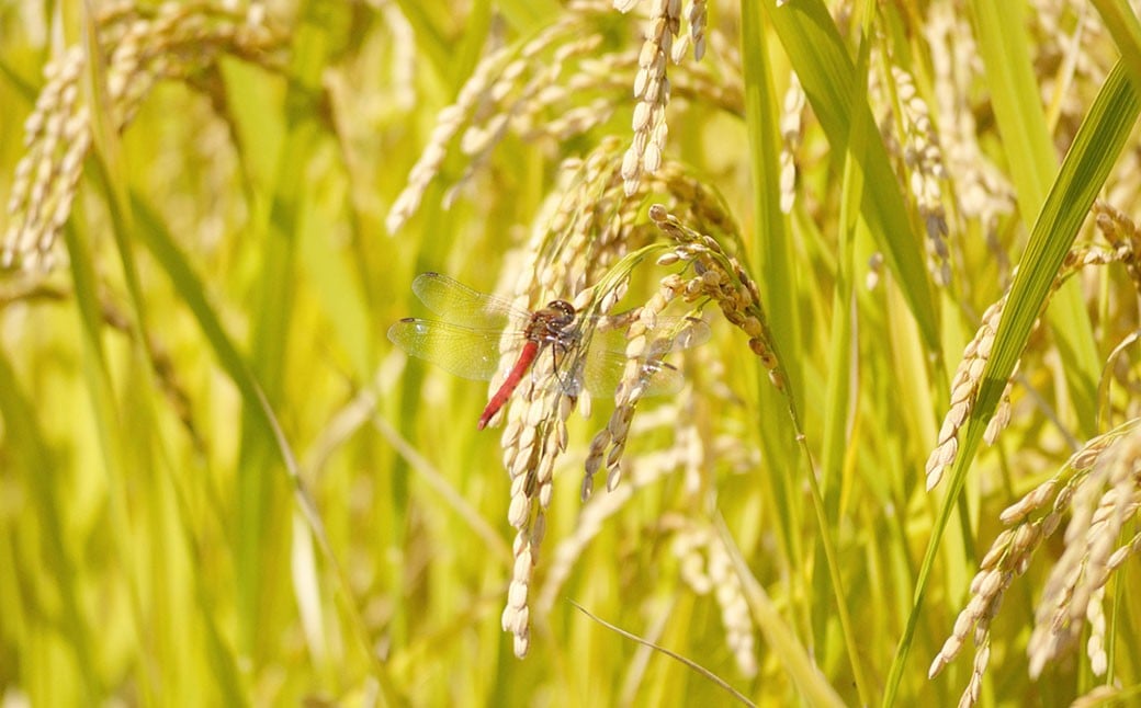 【令和7年産】たとみ農園のお米ヒノヒカリ 2kg