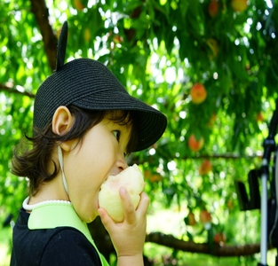 ＜2026年発送先行予約＞クール便 収穫当日に発送 【黄金桃】3kg（9～11玉） ALPDG010