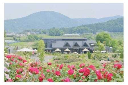 いばらきフラワーパーク 年間パスポート 1名分 入園し放題 四季の花々 レストラン 割引特典付き いばらき フラワーパーク チケット 入園券 金券 観光 旅行 家族 茨城 関東近辺 首都圏 関東 花 