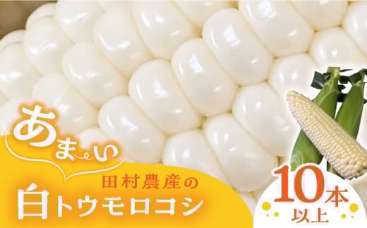 【先行予約】田村農産の白トウモロコシ 10～12本入り（2026年6月中旬以降順次発送）【田村農産】《豊前市》野菜 とうもろこし スイートコーン [VBE001]