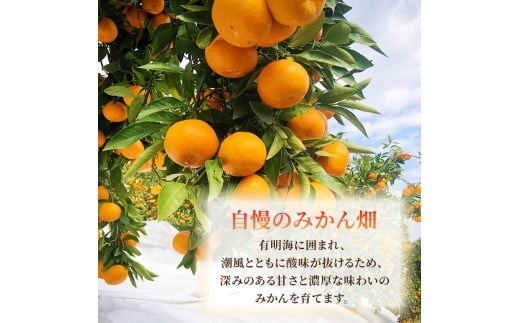 果樹園みかんの木の旬のカンキツ詰合せ 約4kg