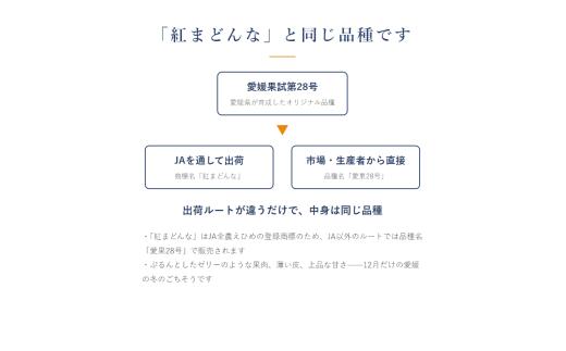 愛果28号 ( 紅まどんな と同品種 ) 訳あり 3kg 【2026年11月下旬より順次発送】 | あいか 愛媛みかん ミカン 蜜柑 まどんな フルーツ 柑橘 果物 おすすめ 高級 人気 お取り寄せ 