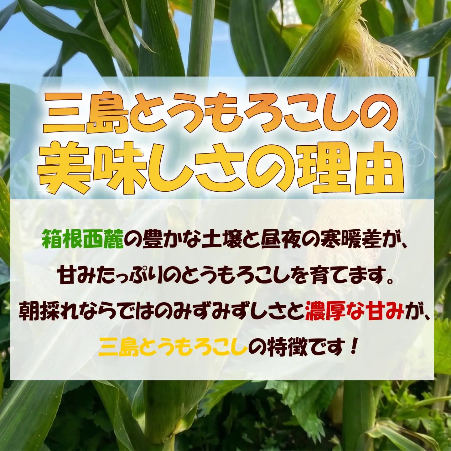 三島とうもろこし 8本～10本 とうもろこし