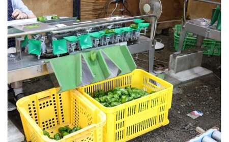 【先行予約】 訳あり 規格外 ピーマン 約5kg 【 不揃い 産地直送 新鮮 料理 野菜 大容量 岩手県 陸前高田市 Farm Koganeyama 】2025年7月から発送予定 RT2753
