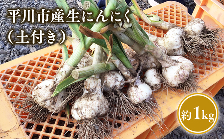 【6月下旬～7月下旬発送】青森県平川市産　土付き生にんにく約1kg【しあわせj-Farm】