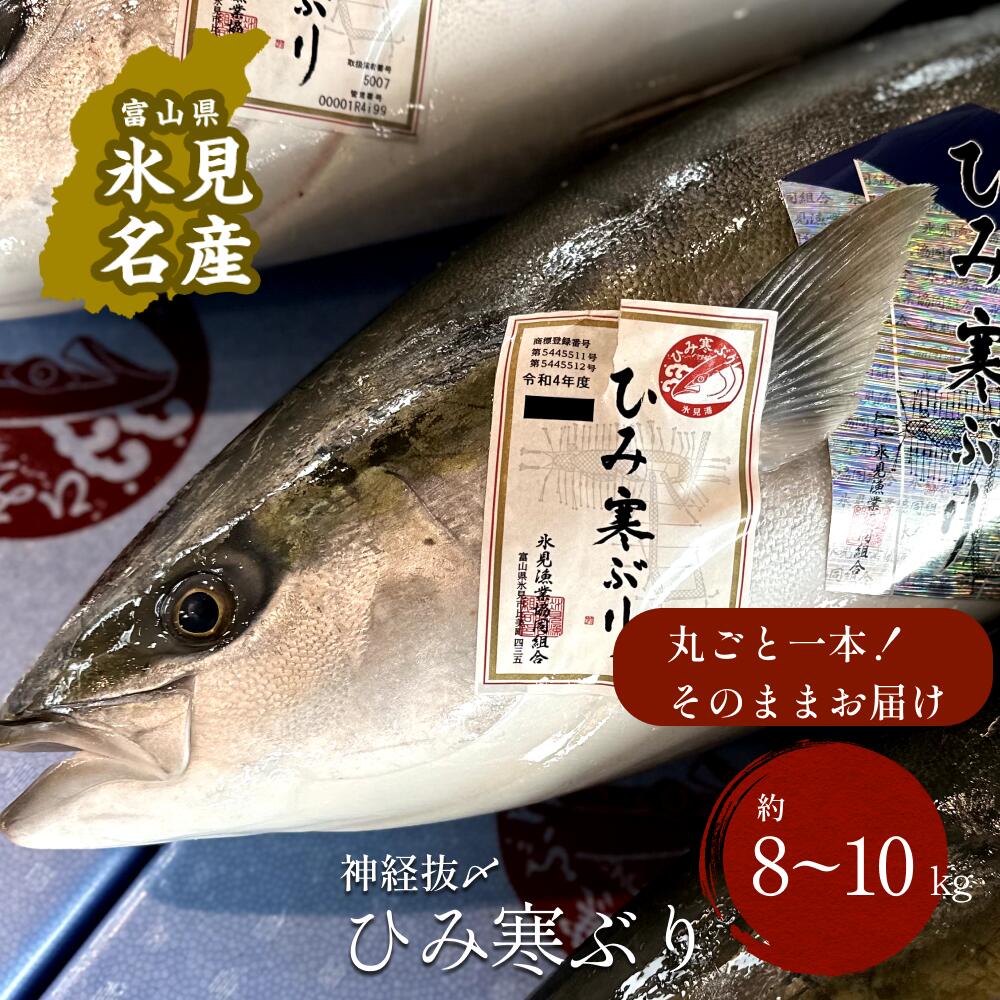 【ふるさと納税】 【先行予約】 ひみ寒ぶり朝どれ1本 ＜一本丸ごと＞（神経抜〆8～10kg） ｜富山湾 氷見 氷見漁港 能登 寒ブリ 1本 天然鰤 天然 鮮魚 ブリ 産地直送 期間限定