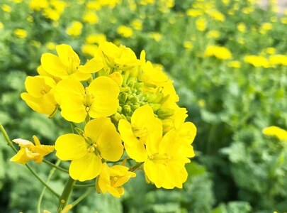 B.Bee.Honey　国産ハチミツ100%（菜の花）100g