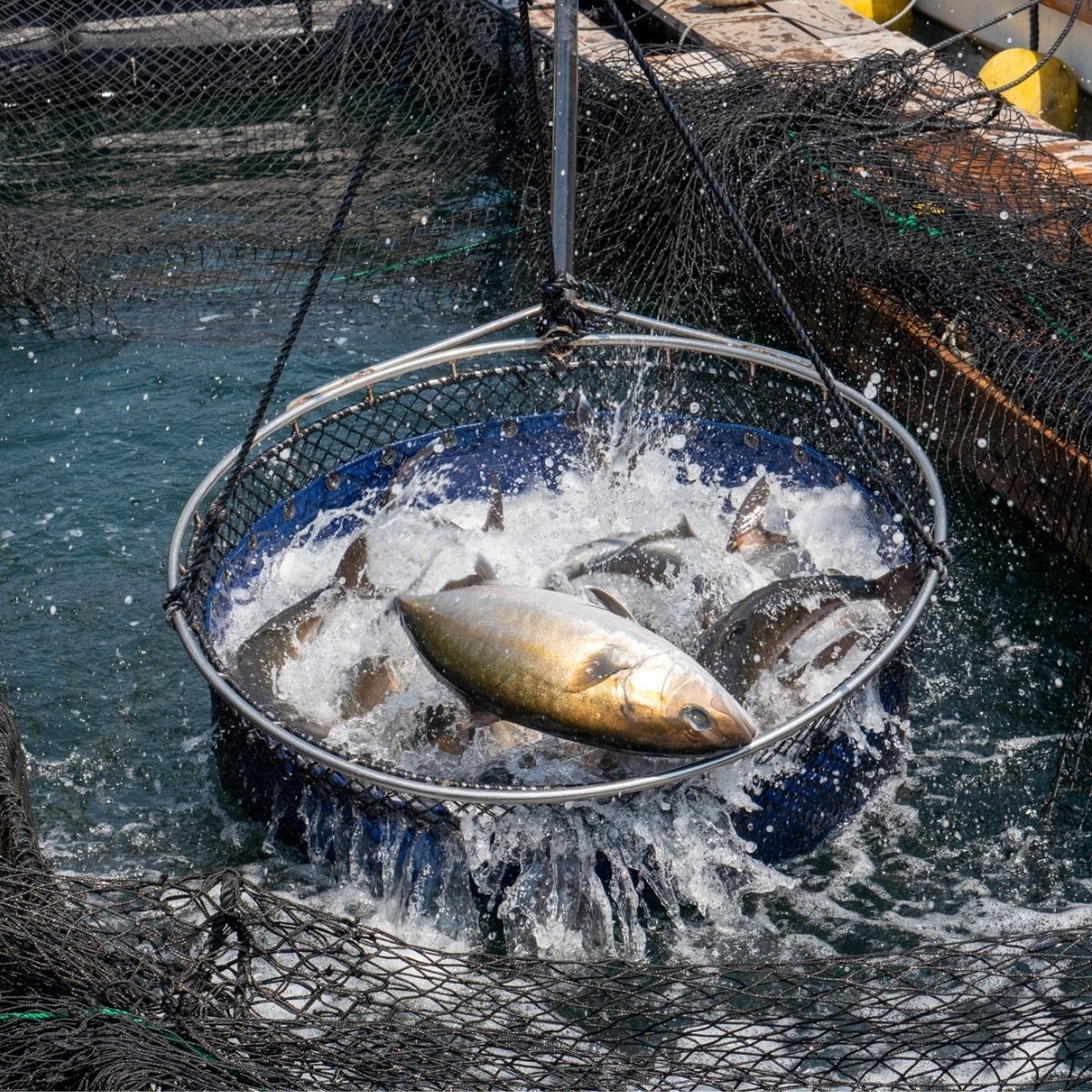 カンパチ 1節 約0.3kg～0.4kg 冷蔵発送 高知 【高級 須崎勘八】