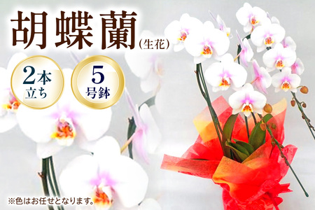 【2本立ち5寸】生産農家直送！胡蝶蘭 1鉢【足柄金太郎洋蘭園】開成町 胡蝶蘭 洋蘭 胡蝶蘭 蘭 お花 胡蝶蘭 生花 胡蝶蘭 鉢花 鉢 [BDAB005]
