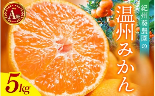 ＼先行予約／  A級 温州みかん　5kg（2S～ｌサイズ混合）【2026年11月上中旬頃より順次発送】 / 温州ミカン ミカン カンキツ オレンジ 和歌山 田辺市 紀州 くだもの 柑橘 フルーツ 【aoi023-1】