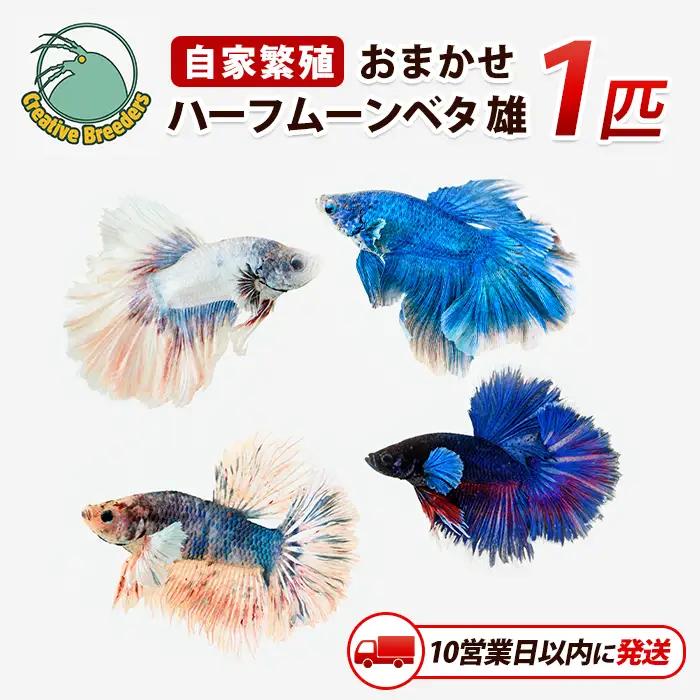 【10営業日以内に発送】おまかせハーフムーンベタ 雄 1匹 (アクアファームはくと/IB167-003)