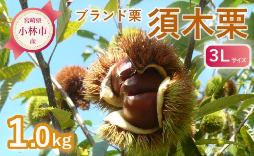 【先行予約】ブランド栗「須木栗」3Lサイズ 1kg程度（生栗 マロン 栗 果物 フルーツ 限定 秋 旬）ブランド栗「須木栗」3Lサイズ 1kg程度（生栗 マロン 栗 果物 フルーツ 限定 秋 旬）