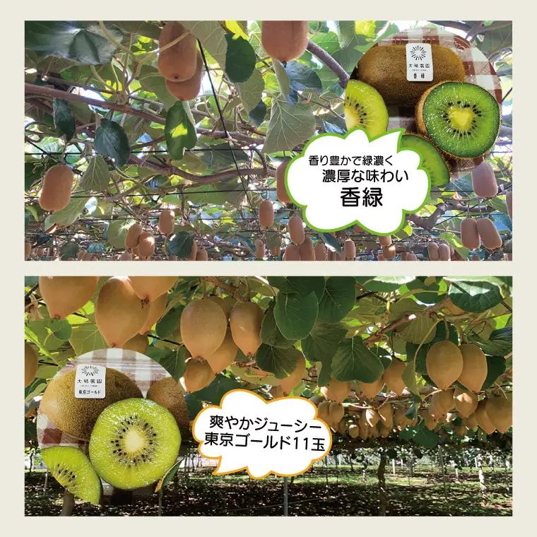 【先行予約】【11月発送開始】東京ゴールドと香緑2種詰め合わせ24～27玉入り 大晴農園のキウイフルーツ（BY005）