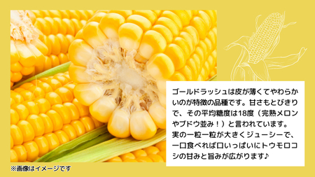 【 先行予約 2025年6月下旬以降発送 】【農家直送】 朝採り ！ トウモロコシ （ ゴールドラッシュ ）1箱 約 6㎏ （13～17本 入り） とうもろこし スイートコーン 産地直送 期間限定 甘