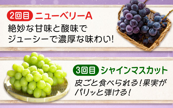 【全3回定期便】期間限定 贅沢3種の沼隈ぶどう定期便 各2kg (ピオーネ シャインマスカット ニューベリーA) 広島県福山市/福山市農業協同組合　沼隈グリーンセンター 種なし 大粒 [BAEV003