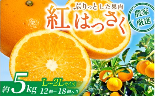 
                  【先行予約】【数量わずか】あふれる果汁！ 希少な紅はっさく 秀品 5kg L～２L  2027年2月初旬〜2027年3月中旬頃に順次発送予定（お届け日指定不可） | ハッサク 八朔 紅八朔 紅はっさく フルーツ 柑橘 蜜柑 果物 くだもの【kgr006A】
                