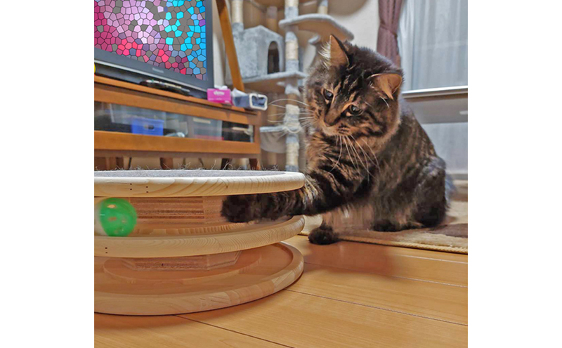 玉転がし ペット用品 猫 おもちゃ 爪とぎ 猫おもちゃ ボール ぐるぐる 遊ぶ盤 玩具 猫遊び ひとり遊び 猫用品 綾瀬市 神奈川県