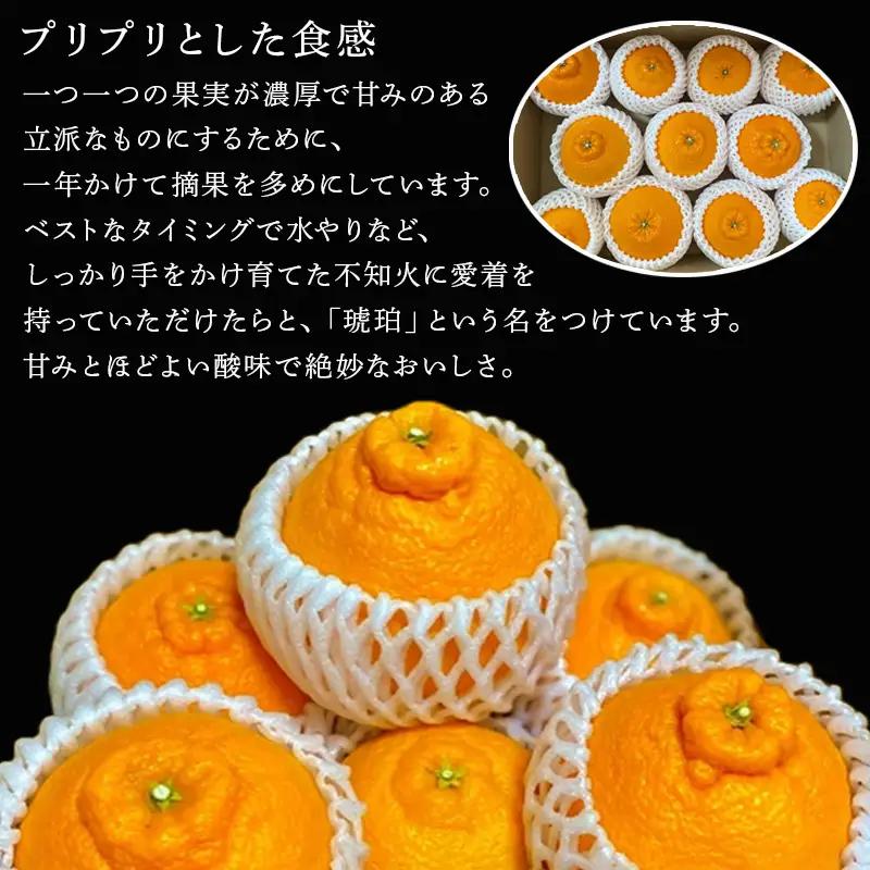 『先行予約』【令和9年2月中旬より順次発送】唐津産 不知火(琥珀) 約5kg(約16～20玉)