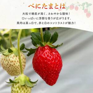 【予約】希少苺 べにたま 560g 埼玉県 苺 いちご