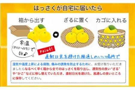 【訳あり/ご家庭用】はっさく 約4kg (4L~Sサイズ サイズ不選別) 早生･晩生指定不可《2月上旬-4月中旬に出荷予定(土日祝除く)》