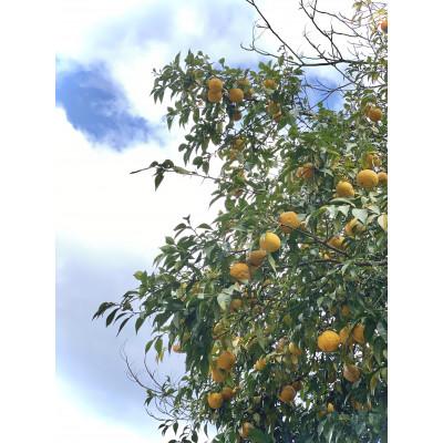 ふるさと納税 安芸太田町 安芸太田町産ゆずとたまねぎの あわのポン酢【とれたて】300ml　1本 |  | 03