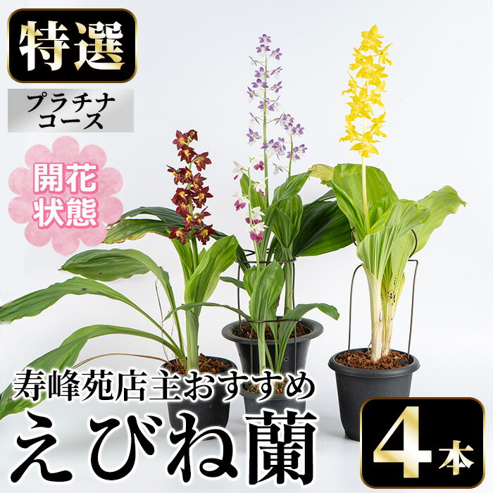 【ふるさと納税】＜先行予約受付中！＞寿峰苑特選えびね蘭 店主おすすめプラチナコース≪開花状態・4本≫ 花 お花 鉢花 生花 蘭 ラン えびね蘭 【寿峰苑】