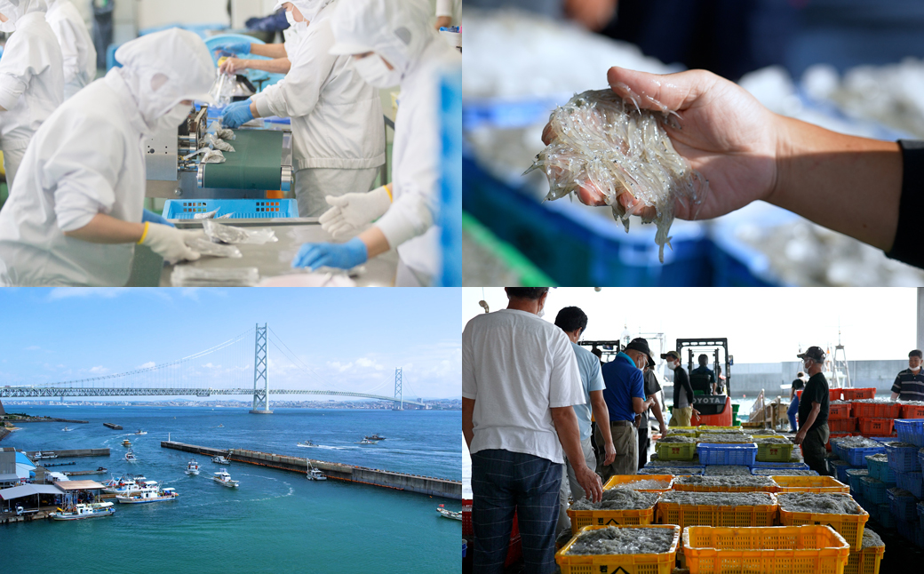 淡路島の生しらす沖漬け(50g×10パック入)
