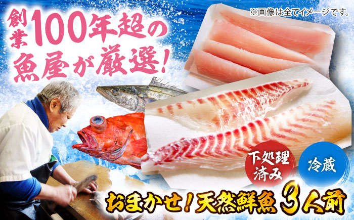 【下処理済み・冷蔵】 おまかせ！天然鮮魚3人前　愛媛県大洲市/天然活魚　濱　屋 [AGBP008]魚介類 魚料理 刺身 パスタ 海 海釣り 料理 海鮮 シーフード 鮮魚 日本酒 ランチ 寿司  海の幸